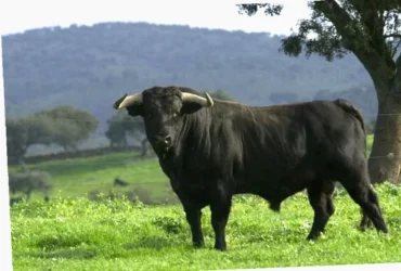 toro gryterett glutenfri