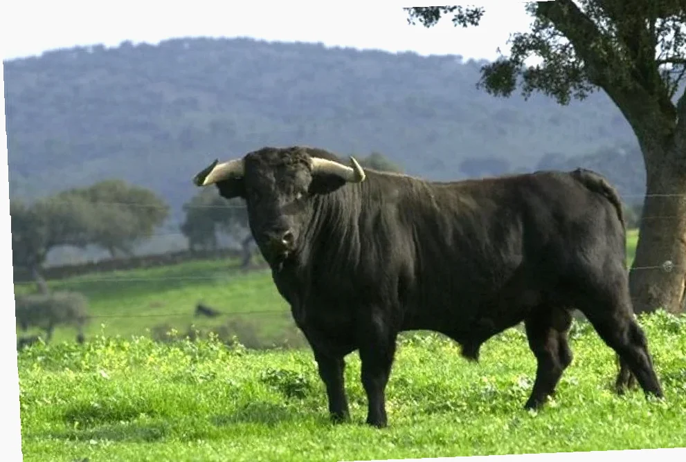 toro gryterett glutenfri